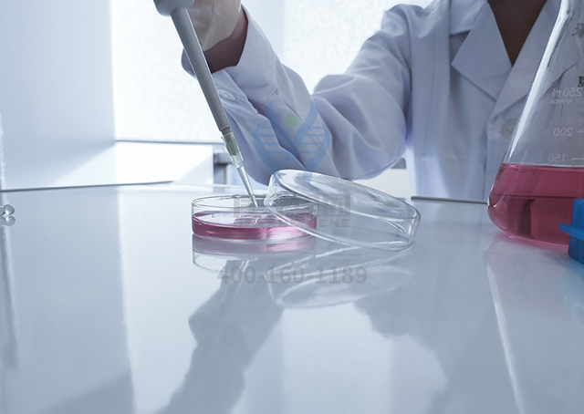 基因解码揭密耳聋的发生过程中的基因信息