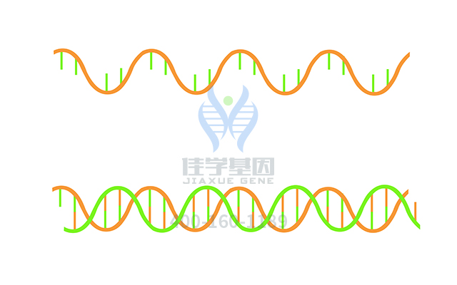 【佳学基因检测】需要多长时间可以拿Renpenning综合征基因解码、基因检测报告？