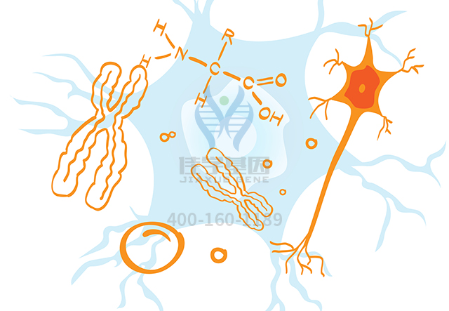 【佳学基因检测】做鳃耳综合征3型基因解码、基因检测需要多少钱? 【佳学基因检测】做鳃耳综合征3型基因解码、基因检测需要多少钱?