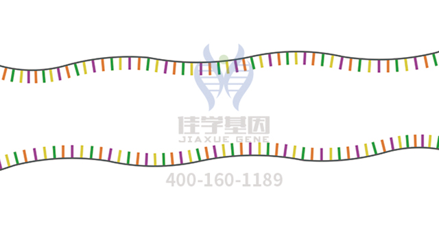 【佳学基因-基因检测】原发性视网膜色素变性基因检测 【佳学基因-基因检测】原发性视网膜色素变性基因检测