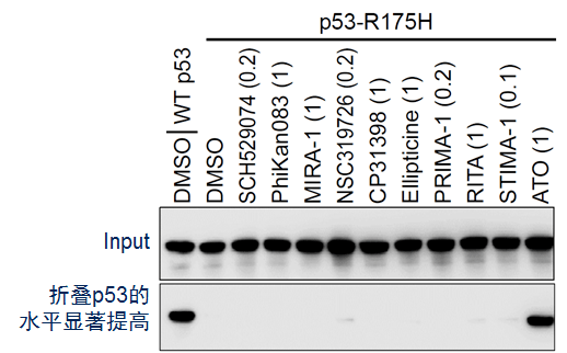 【佳学基因检测】基因解码如何根据肿瘤致病基因设计和寻找新型肿瘤靶向治疗药物？