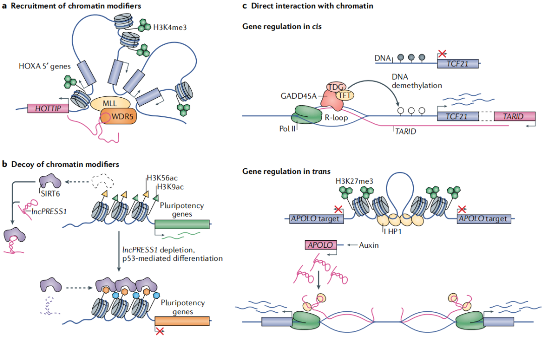 【佳学基因检测】基因检测中如何进行非编码RNA和全转录组联合分析