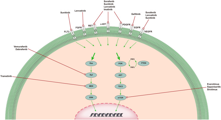 【佳学基因检测】甲状腺未分化癌的免疫治疗、靶向治疗治疗的选择
