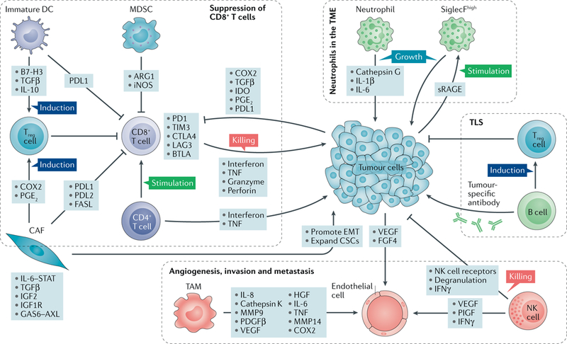 【佳学基因检测】一图说明肿瘤微环境相关的基因检测位点