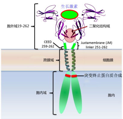 【佳学基因检测】什么是基因解码? 【佳学基因检测】什么是基因解码?