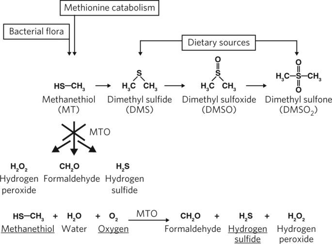 【佳学基因解码-基因检测】基因解码最新报道:口臭是基因突变导致的? 【佳学基因解码-基因检测】基因解码最新报道:口臭是基因突变导致的?