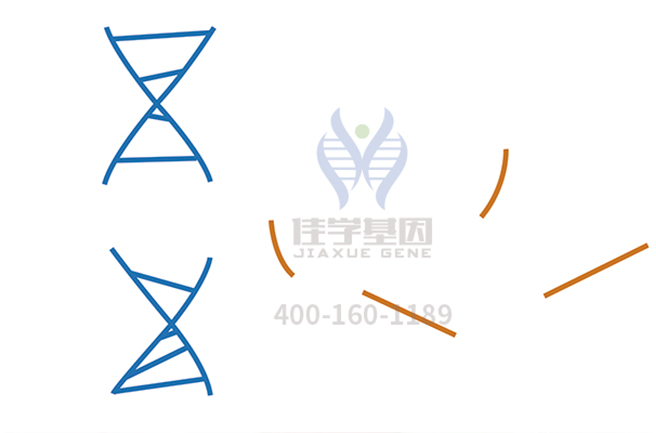 【佳学基因-基因检测】还在为皮肤问题苦恼吗？基因可以重建皮肤啦！