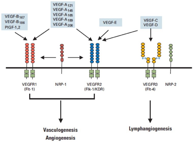 【佳学基因检测】抗血管治疗靶向药物与结直肠癌基因检测